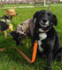TRUE LOVE Reflective Dog Leash Puppy Walking Lead, Padded Chain Rope, Length 110cm, Orange, M