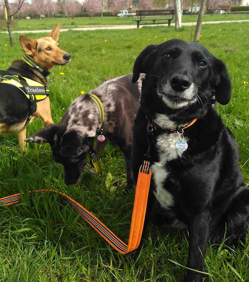 TRUE LOVE Reflective Dog Leash, Puppy Walking Lead, Padded Pet Chain Rope, Length 110cm, Truelove TLL2111 (Orange, L)