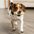 American Sourced Beefhide Bones, 4-5" Dog Chew Treats, 10 Count