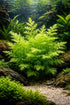 Water Sprite Indian Fern - Live Plants for Fish Tank, Live Aquarium Freshwater Plant, Easy Aquatic Plants for Beginner