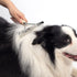 Dog Rake for Undercoat Long Tooth Dogs Comb, Rake Brush+Stainless Steel Shedding Comb, Husky Undercoat Rake Grooming Tool Set for Big Dog Horse Longhair Cat