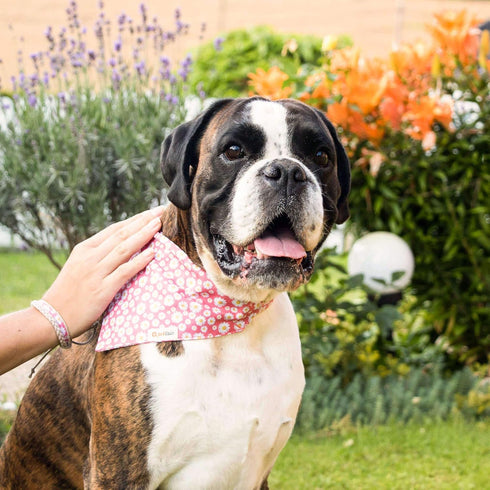 Pettsie Dog Bandana Collar with Matching Bracelet, Adjustable Pet Bandana for Dogs, Medium, Pink