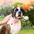 Pettsie Dog Bandana Collar with Matching Bracelet, Adjustable Pet Bandana for Dogs, Medium, Pink