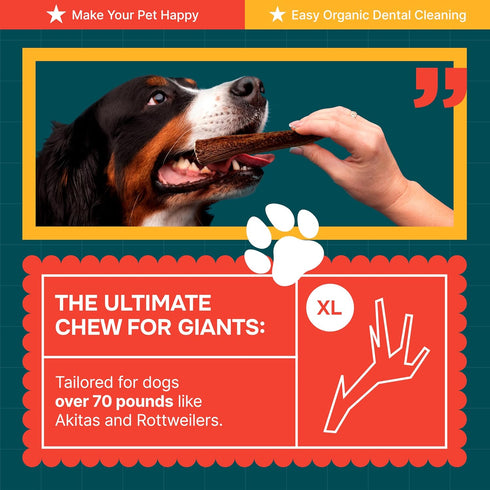 Extra Large Elk Antler for Very Large Dogs - Grade A Natural Chews for Aggressive Chewers