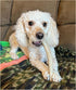 Premium Deer Antler Pieces - Dog Chews, Sold by The Pound