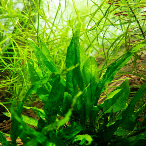 (1 SubstrateSource Java Fern Live Aquarium Plants - Freshwater Plant for Fish Tanks - Beginner Friendly, Low Light