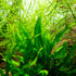 (1 SubstrateSource Java Fern Live Aquarium Plants - Freshwater Plant for Fish Tanks - Beginner Friendly, Low Light