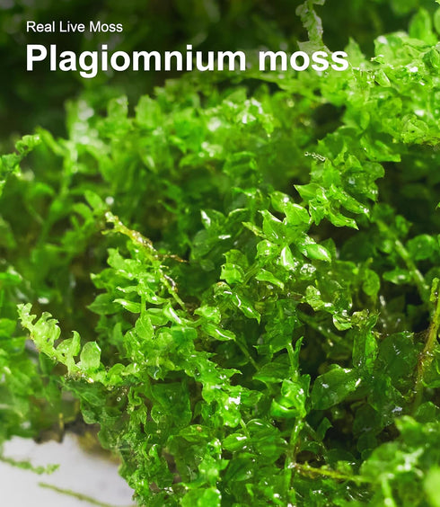 Pack 2 Live Moss Duo Types of Real Live Sheet/Sphagnum Moss for Terrariums, Terrarium Mosses Landscaping, Reptile Tank