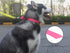 Waterproof Dog Collars, Rubber Anti-Odor, Durable Adjustable Collars for Small, Medium, Large Dogs, Easy Clean with