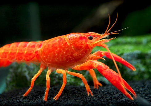 1 Aquatic Arts Female Neon Red Crayfish | Live Freshwater Aquarium Lobster / Crawfish / Crawdad / Real Living Fish Tank