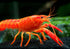 1 Aquatic Arts Female Neon Red Crayfish | Live Freshwater Aquarium Lobster / Crawfish / Crawdad / Real Living Fish Tank