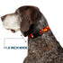 Buckle-Down Plastic Clip Collar - The Flash BOOM-KABOOM!, 1.5" Wide, Fits 18-32" Neck, Large