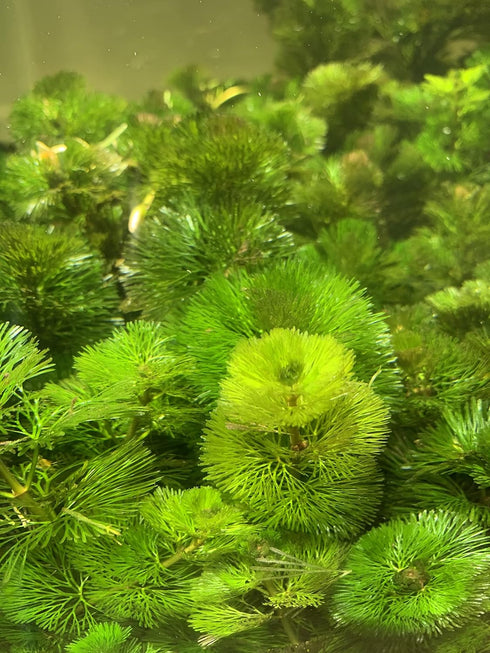 3X Marcus Fish Tanks - Green Cabomba Caroliniana Live Aquarium Plants for Aquatic Freshwater Fish Tank
