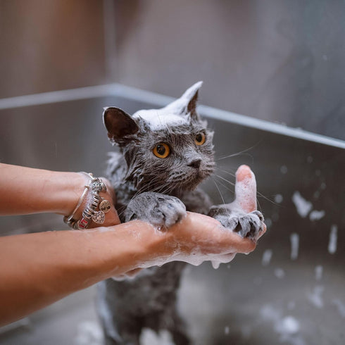 Eye Envy Moisturizing Pet Shampoo 16oz | Gentle, Fragrance Free, Cleans, Softens, Adds Shine, Safe for Puppies & Kittens