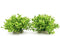 BEGONDIS Aquarium Decorations, Fish Tank Artificial Green Water Plants Safe for All Fish & Pets