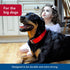 Coastal Pet Macho Double-Ply Dog Collar with Roller Buckle, Comfortable Durable Heavy-Duty Collar, Black, 20"