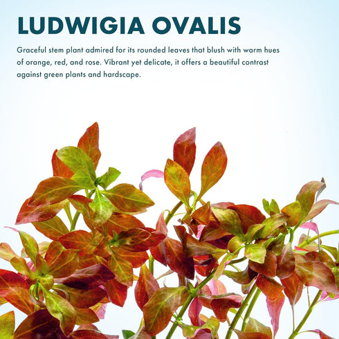 SubstrateSource Live Plant - Ludwigia Ovalis - Easy Care, Moderate to High Light, Green to Orange Accent, Freshwater