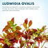 SubstrateSource Live Plant - Ludwigia Ovalis - Easy Care, Moderate to High Light, Green to Orange Accent, Freshwater