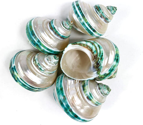 5PC Green Turbo Banded Shells, Hermit Crab Supplies for Decor, 1.5"~2" Inch