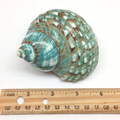 PEPPERLONELY 3 Inch 3-1/2 Inch Green Blue Gade Big Turbo Sea Shells, Large Hermit Crab Shells, ~