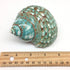 PEPPERLONELY 3 Inch 3-1/2 Inch Green Blue Gade Big Turbo Sea Shells, Large Hermit Crab Shells, ~