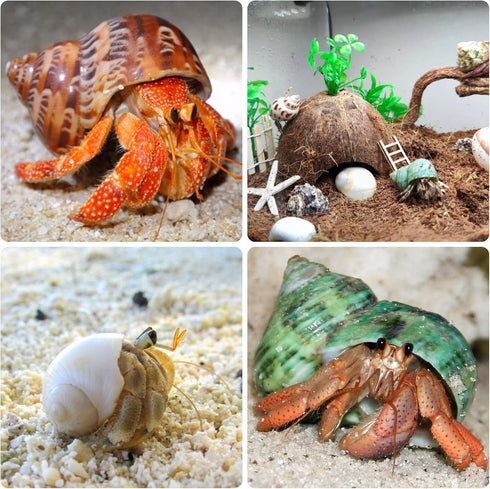 Hermit Crab Shells Medium and Large, 12PCS Growth Turbo Seashells for Small Medium and Large Crabs.