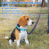 Amylove 27 Pcs Adjustable Nylon Dog Collar Bulk for Small Medium Dogs, 9 Colors with Quick Release Buckle for Daily Walk