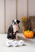 Pearhead Plush Squeaky Ghost Dog Toys, Set of 3 Halloween Stuffed Pet Toys, Must-Have Accessories for Dog Owners