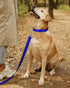 TagME Reflective Nylon Dog Collars, Adjustable Classic Collar with Quick Release Buckle for Large Dogs, Royal Blue