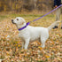 Adjustable Martingale Dog Collars, Reflective Nylon No Pull Choker Collar for Medium Large Dogs (L, Purple)
