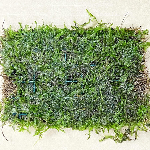 PLANTEREST BUY2GET1FREE Java Moss Vesicularia Dubyana Mats US Grow Live Aquarium Plant Tropical Freshwater Decorations