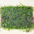 PLANTEREST BUY2GET1FREE Java Moss Vesicularia Dubyana Mats US Grow Live Aquarium Plant Tropical Freshwater Decorations