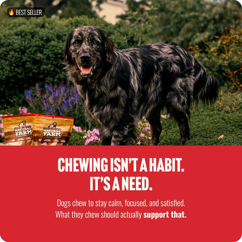(4, 16oz) 100% Natural Farm Odor-Free Bully Sticks All-Natural Long-Lasting Chews, Beef Pizzle, Grass-Fed, Grain-Free