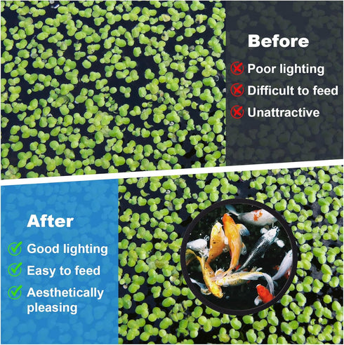 PAGOW 10pcs Fish Feeding Rings Set - Floating Aquarium Plant Corral, Round & Square Fish Feeder Rings
