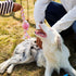 Latex Rope and Ball Dog Chew Toy for Training, Exercise, Agility, Chase (Ball)