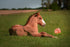 Pink Salt Bricks 4 5-6 lbs 36" Premium Himalayan Hourse Salt Lick Each Treat Block | Equine Minerals Salt Block