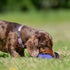 Tug-E-Nuff The Clam | Compact Dog Treat Dispenser Toy, Ideal for Interactive Dog Training