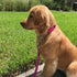 Martingale Dog Collar with Stainless Steel Chain - Adjustable Soft Padded Nylon Reflective Collar for Large Medium