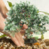 Aquarium Landscape Tree - Artificial Plastic Plants Tree Decoration with Resin Base for Fish Tank