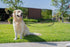 Shed Defender 5 ft. Standard Dog Leash, Three Padded Traffic Handles, Heavy Duty Reflective Stitching for Large and