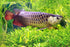 Aquatic Foods Inc. 5oz. 1/2'' 1&1/4'' 5oz Freeze Dried Red Shrimp to for Tropical Fish, Marine Large Cichlids, Koi