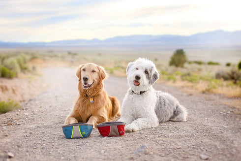 ZippyPaws Adventure Dog Bowl - Graphite Color