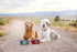ZippyPaws Adventure Dog Bowl - Graphite Color