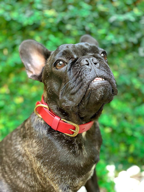 Tuff Pupper Classic Heavy Duty Dog Collar - 10x Stronger Than Leather, 100% Waterproof & Odor Proof with Rust-Proof