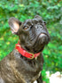 Tuff Pupper Classic Heavy Duty Dog Collar - 10x Stronger Than Leather, 100% Waterproof & Odor Proof with Rust-Proof