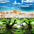 Fish Aquarium Background Poster with Starfish, Blue Sky, Beach, Shell, Seaweed (19" x 48")