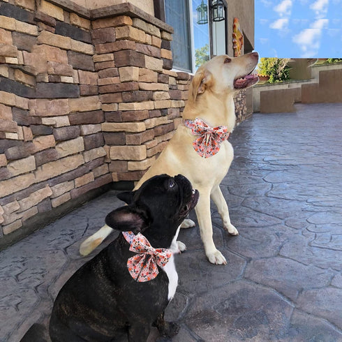 Unique Style Paws Dog Collar with Tie, Adjustable Pink Bowtie Collars for Small Medium Large Dogs and Cats-M
