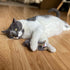 SPOT Flat Mouse Frankie with Catnip, Cat Toy, 5.5in Plush Mice with Catnip and Crinkle Sound, Perfect for Chasing