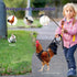 Chicken Harness Hen Size with 6ft Matching Leash - Adjustable, Comfortable, Breathable, Black for Chickens up to 6.6