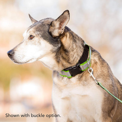 If It Barks 1.5" Reflective Martingale Collar - Adjustable, Durable, Comfy - Made in USA - Ideal for Training - Large,